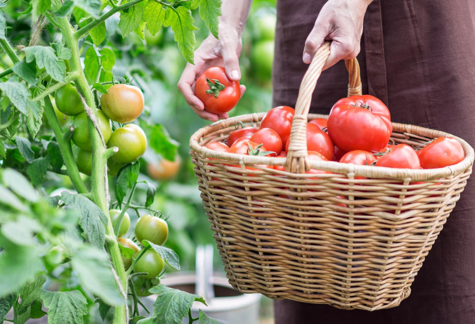    Shutterstock/FOTODOM