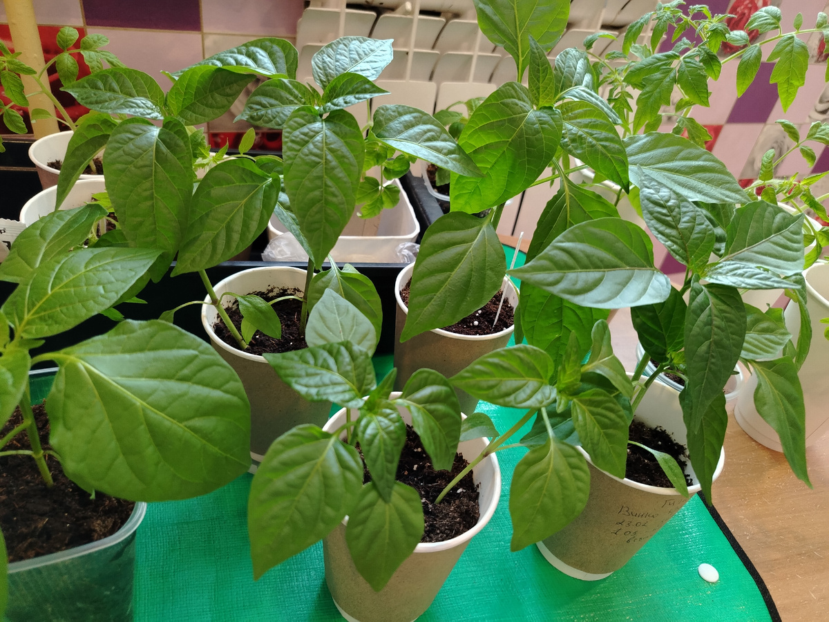 Рассада перца на 8 апреля/фото автора статьи