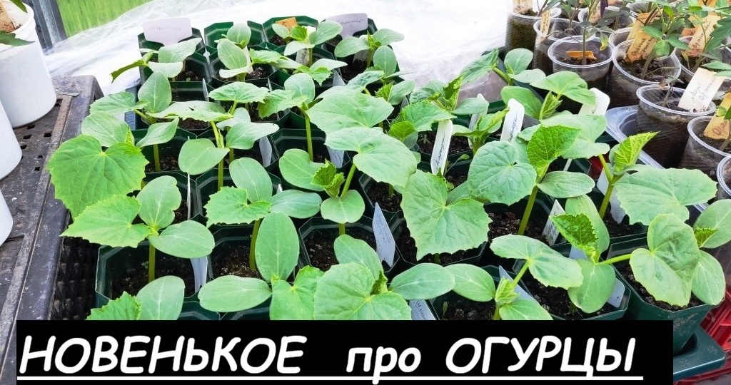 Кое-что новенькое про огурцы