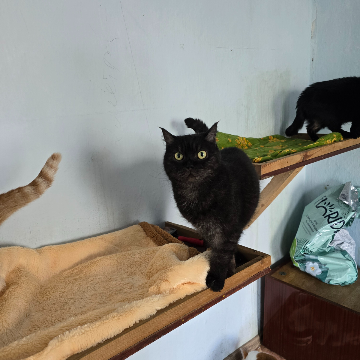 Маша в эпичных красках за спиной