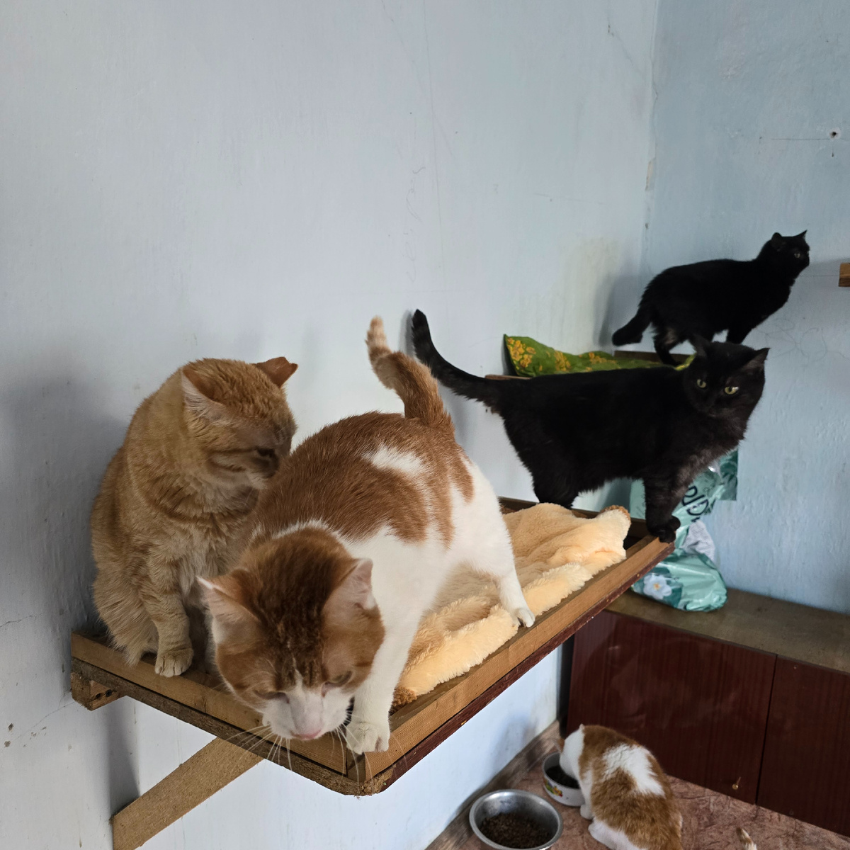 Босс, Орион, Маша, Сима и в самом низу Саймон все в тех же эпичных красках стен