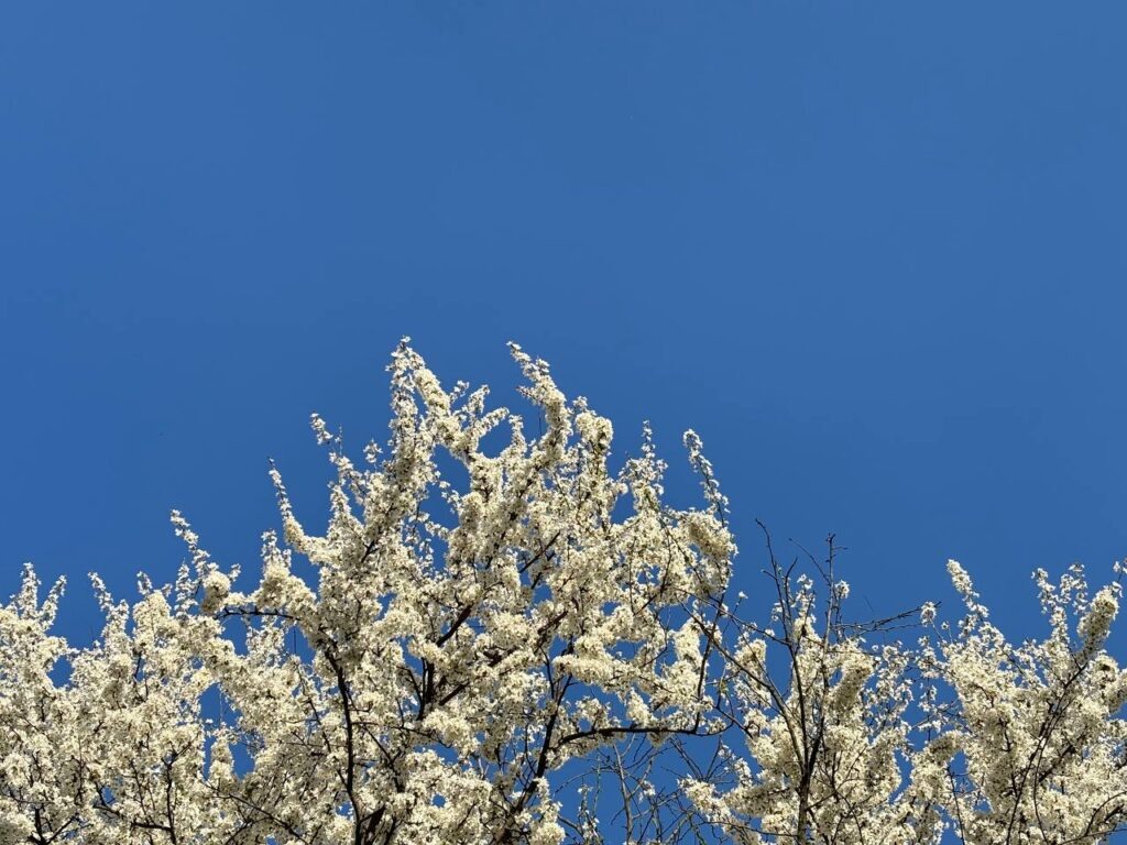    Фото: smolnarod.ru