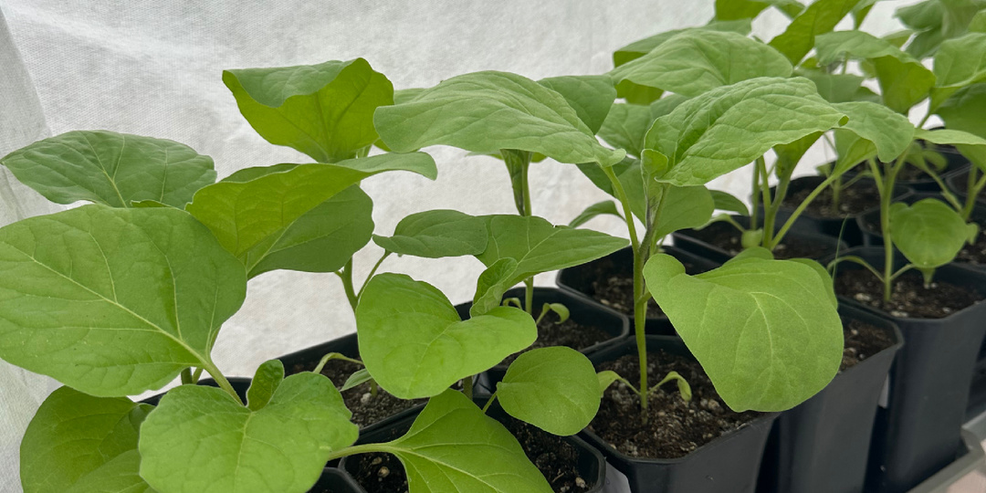 Как подготовить рассаду томатов, перцев и баклажанов к высадке - давайте обсудим!