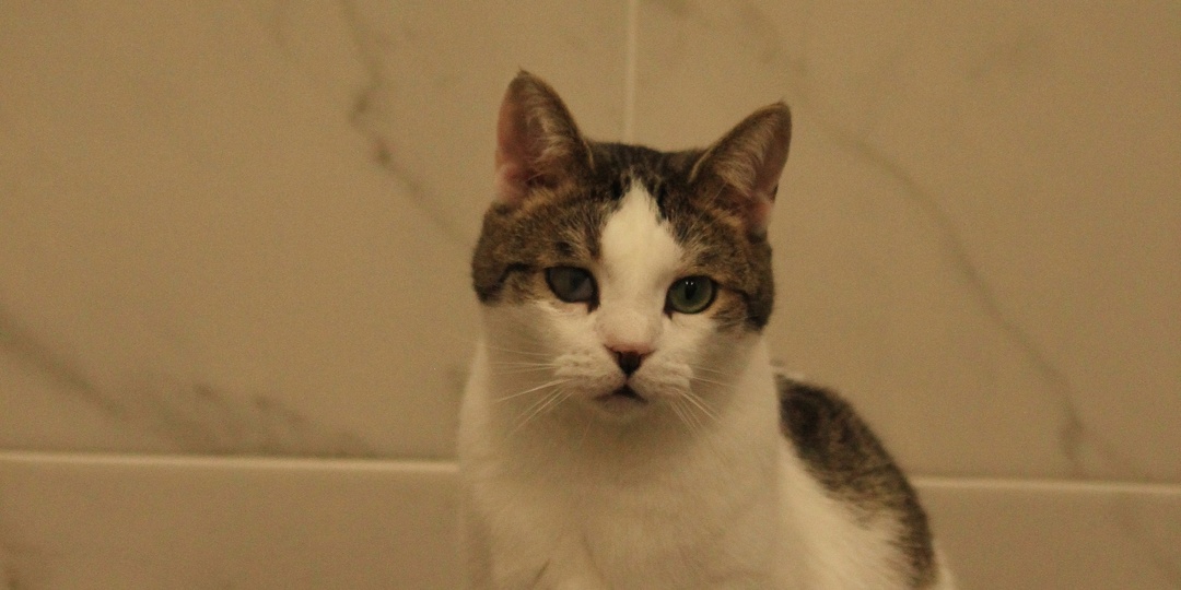 Кот Носик ищет дом 🏠