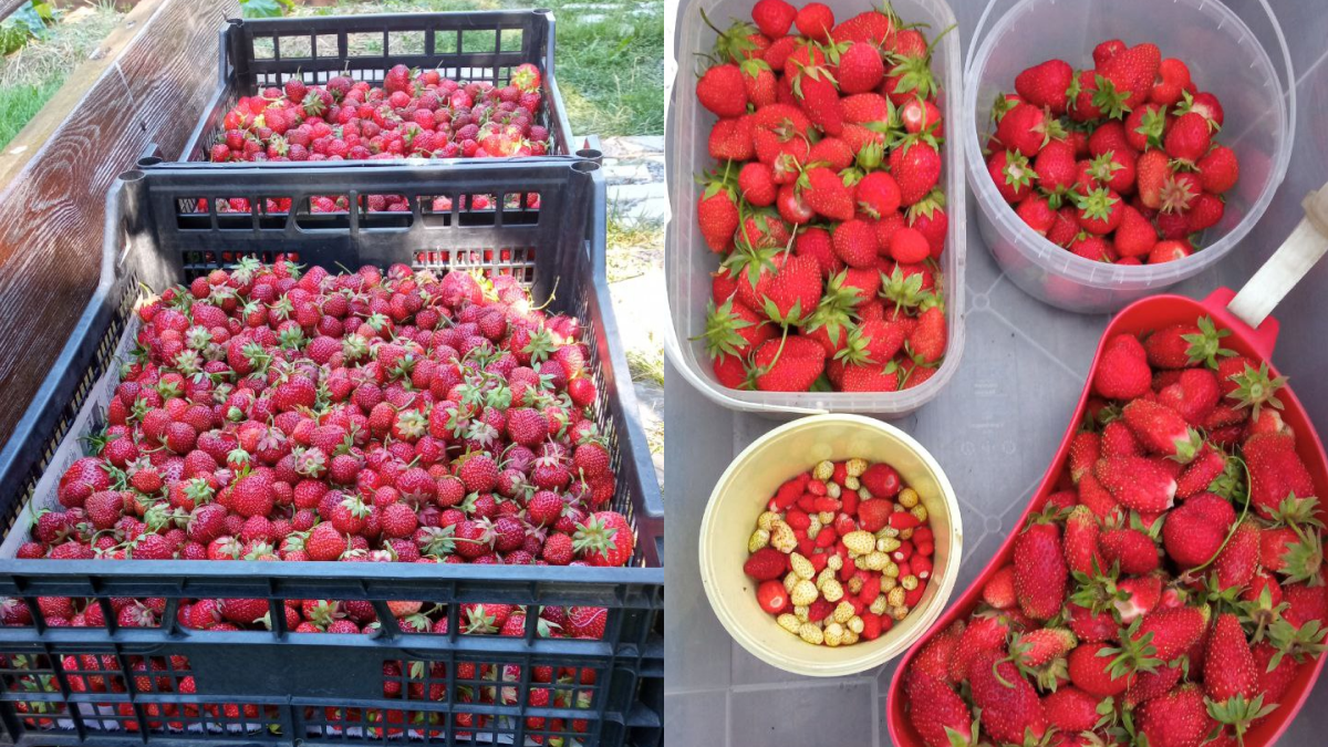 Урожай клубники эм-пользователя
