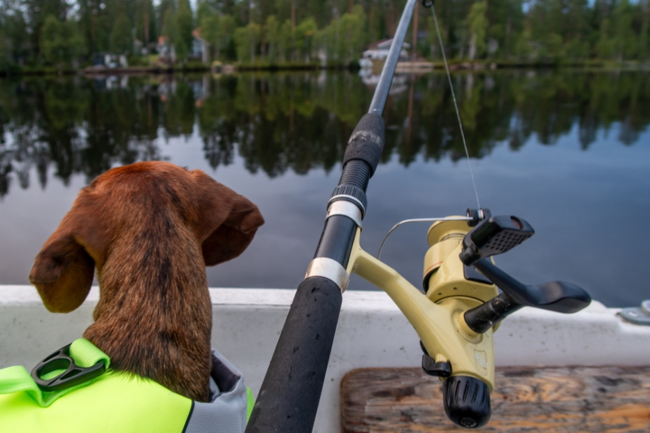    Shutterstock/FOTODOM