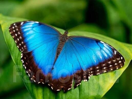 В магазине можно выбрать любую куколку 