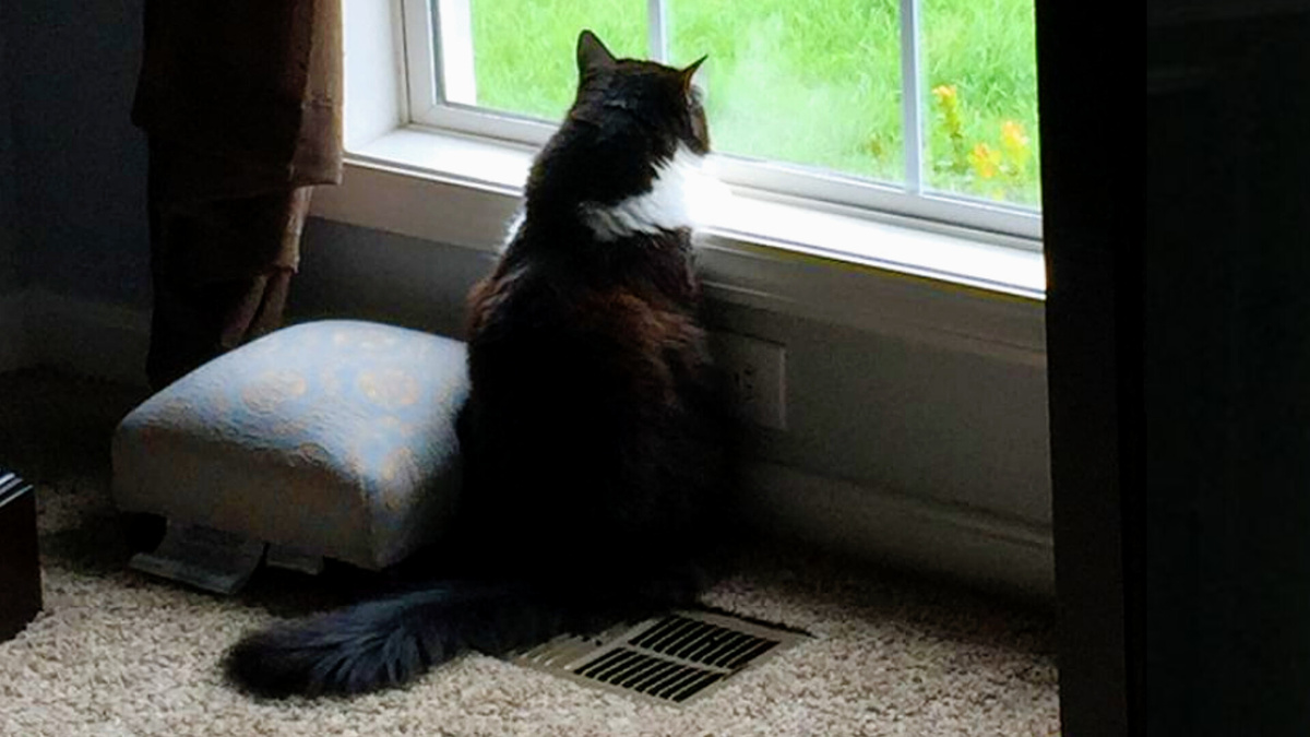 Сел ждать хозяина