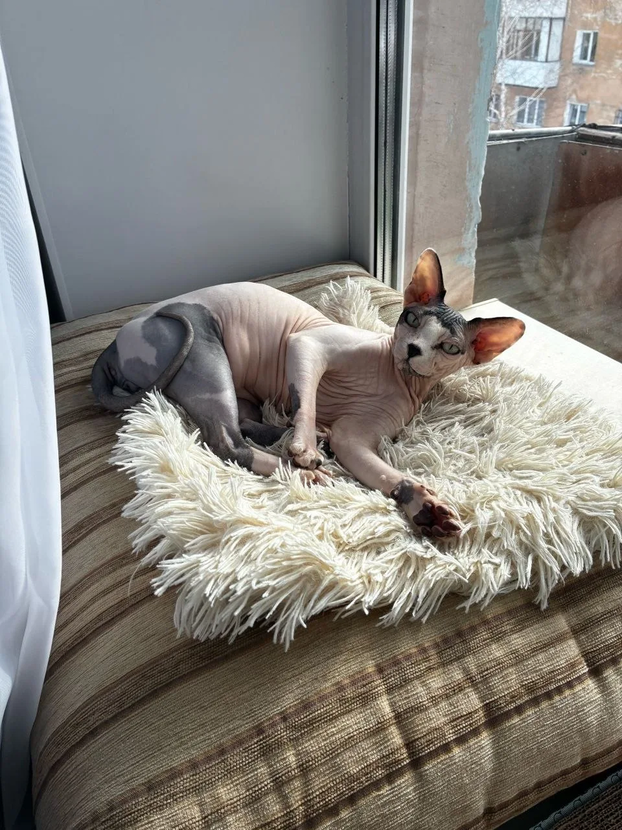 Если коротко, то у него всё отлично, котик живёт и кайфует!