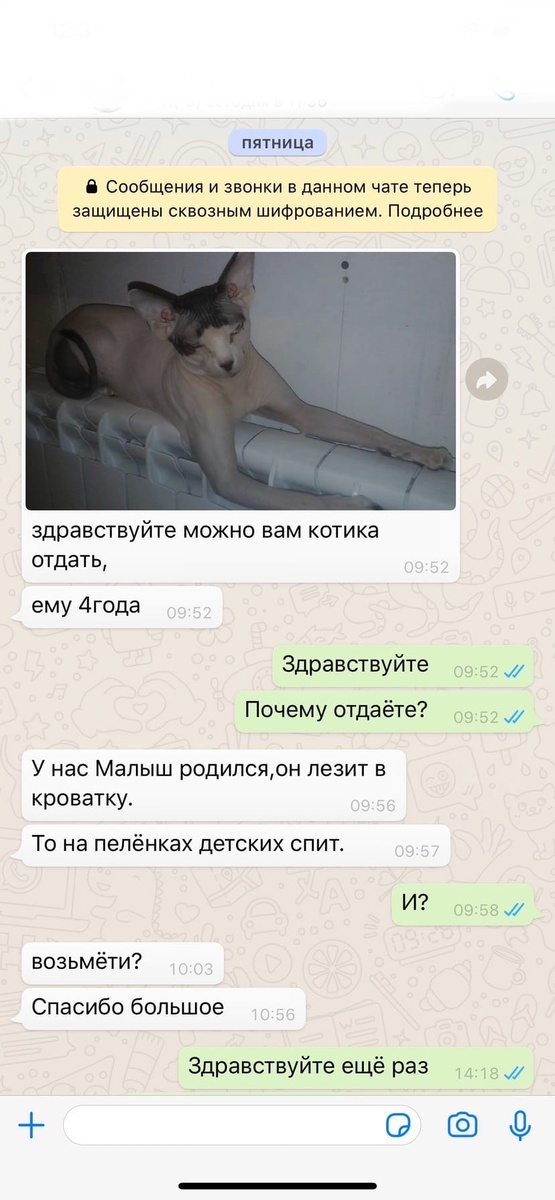 Так началась приютская жизни сфинкса Босса.
