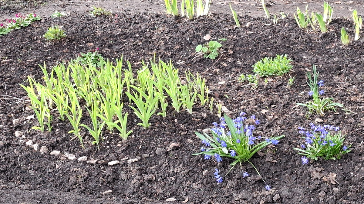 Скромная городская клумба восьмого апреля в Нижнем 