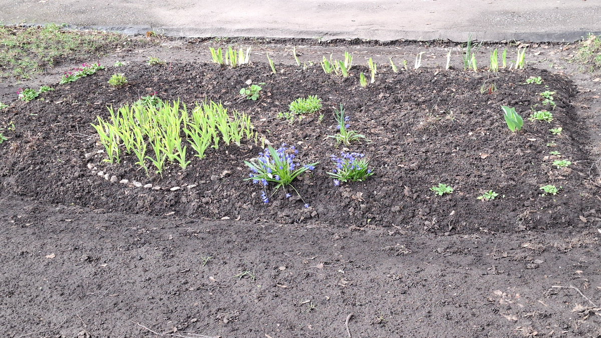 Та же клумба издалека