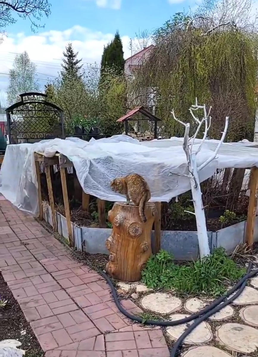 В розарии открываю торцы, но сам укрывной материал еще не убираю