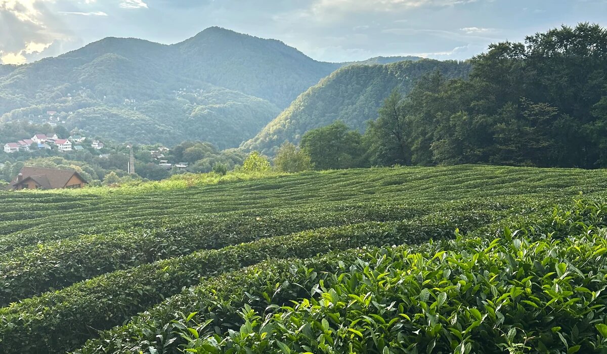    Фото пресс-службы АНО «Академия развития субтропического сельского хозяйства».