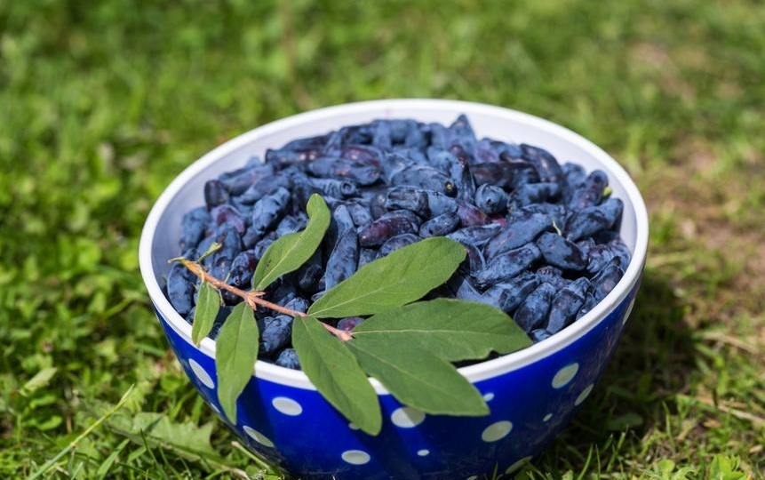 ЖИМОЛОСТЬ ПРОСНУЛАСЬ... ЧЕМ КОРМИТЬ ВЕСНОЙ.