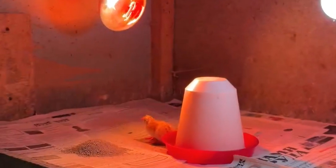 Инкубация в самом разгаре!