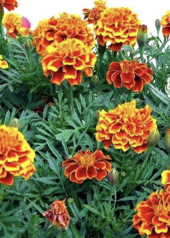 ⏺️ Отпугивают вредителей — тля, нематоды, проволочник.

⏺️ Оздоравливают почву — выделяют фитонциды.

⏺️ Помогают культурам — томатам, картофелю, клубнике.

⏺️ Улучшают структуру почвы — разрыхляют.

⏺️ Привлекают полезных насекомых — хищников.

⏺️ Сажайте рядом с овощами — получите естественную защиту.