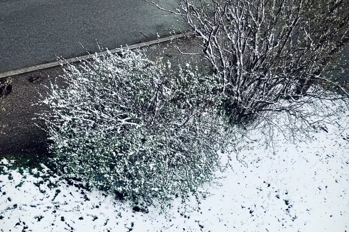    В Тверской области в апреле выпал снег