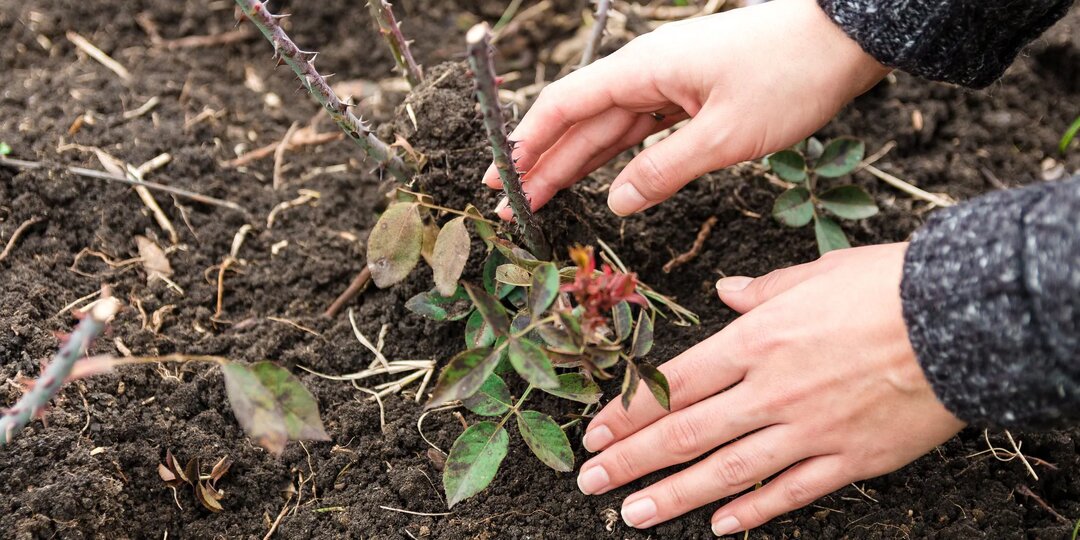 Как ухаживать за розами в апреле, обрезки, обработки, подкормки