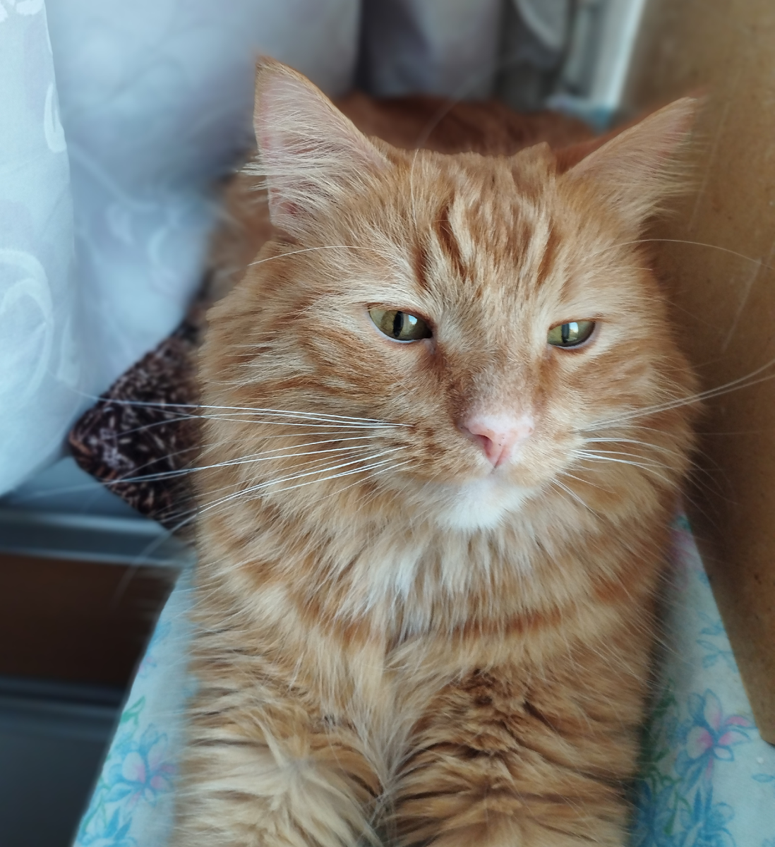 "Эх, жаль, что не поймать," – вздыхает Вася. – "А то я бы вам показал, где раки зимуют... и где эти пернатые прячутся!" Но пока что птички остаются недосягаемыми, а Вася довольствуется ролью грозного, но мирного наблюдателя.

