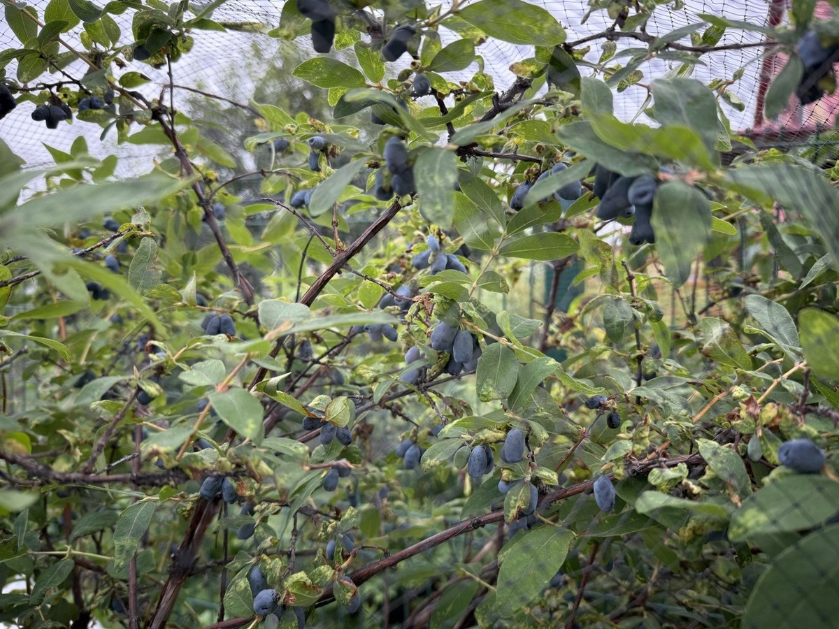 Ягоды жимолости