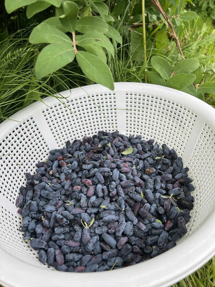 Урожай жимолости