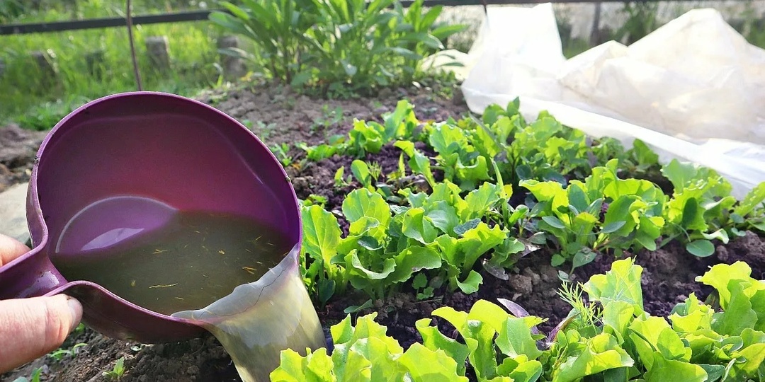 УДОБРЯЕМ ГРЯДКИ ПЕРЕД ПОСАДКОЙ САЛАТА