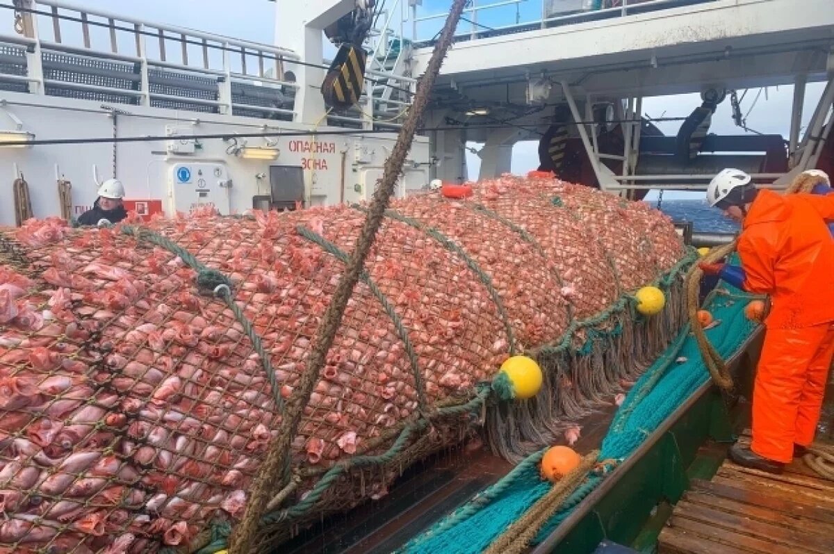    Вылов рыбы в Мурманской области за пять лет сократился на 36 %