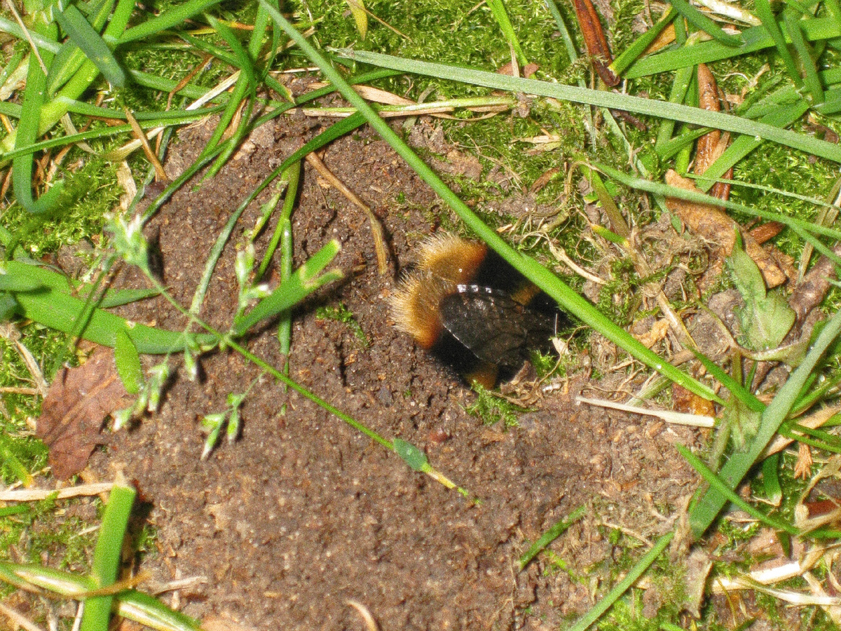 Шмель с утра нектар поел — во всю силу загудел! Фотография: Pahazzard, CC BY-SA 3.0