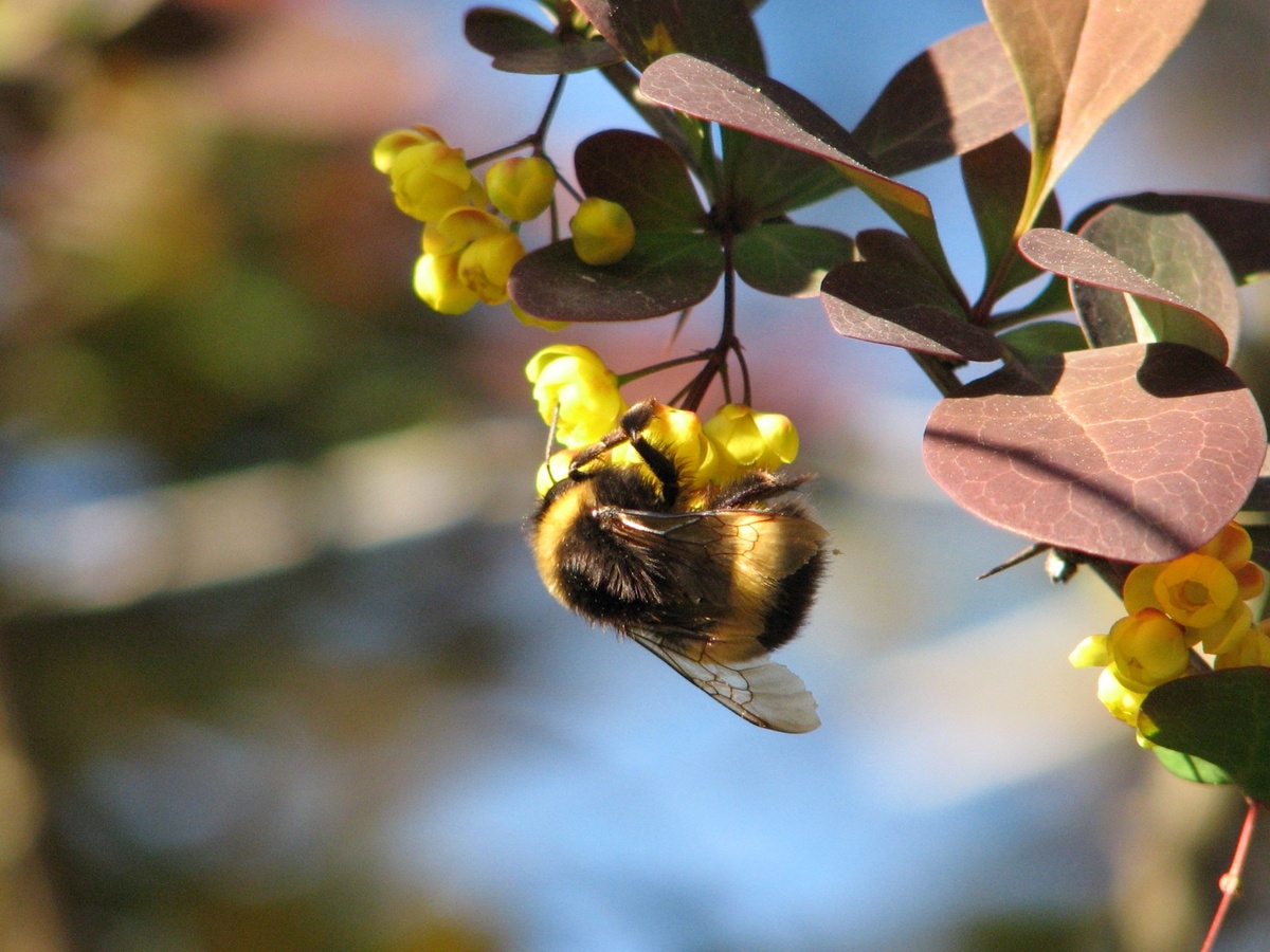 Фотография: Markus Koljonen, CC BY-SA 3.0