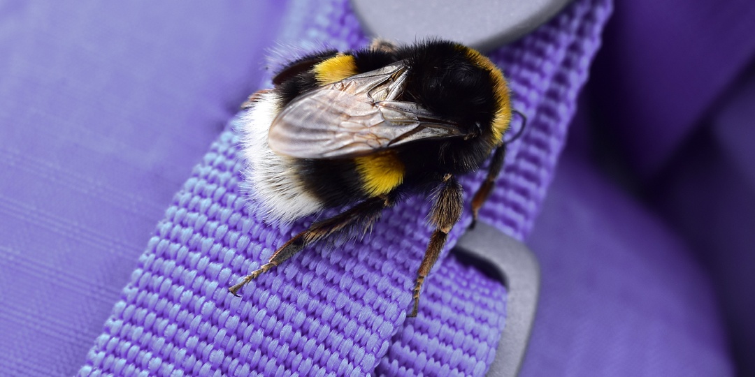 6 интересных фактов из жизни шмелей, которые могут удивить