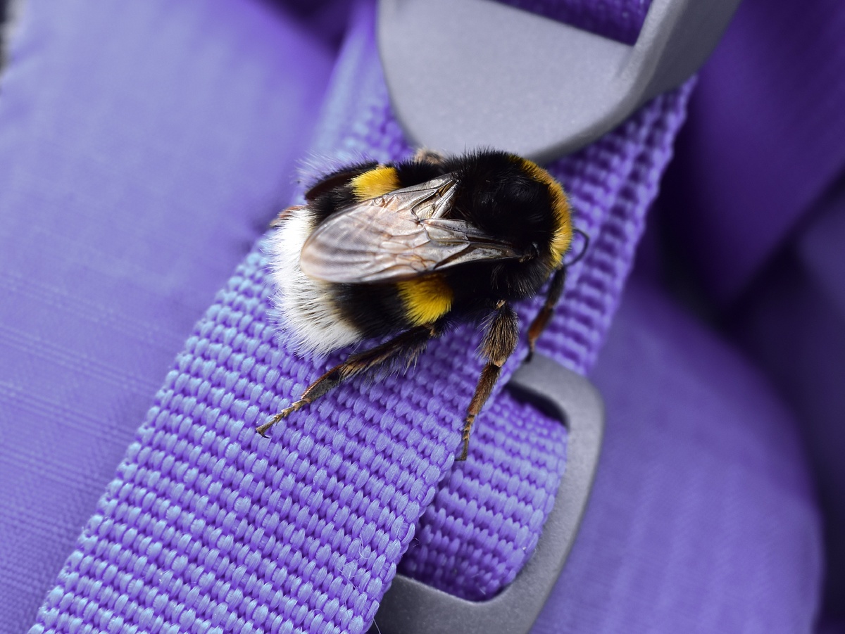 ���������: Itsd-foto, CC BY-SA 4.0