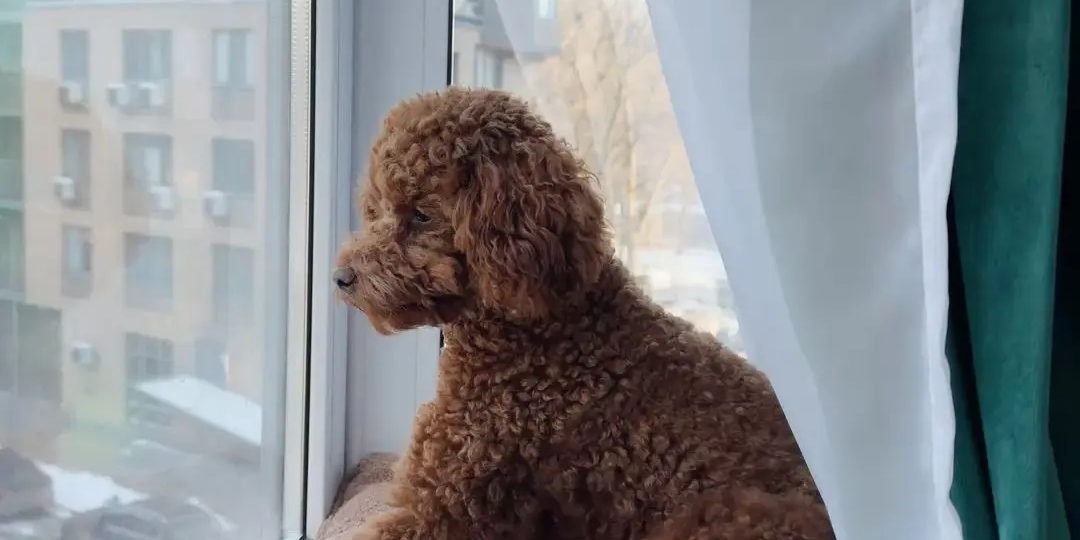 Я ушла в отпуск без пуделей. Кто кого наказал?