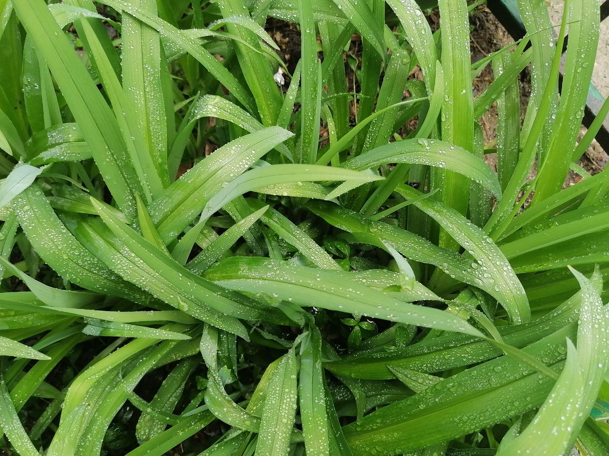 Зелень после дождя у подьезда