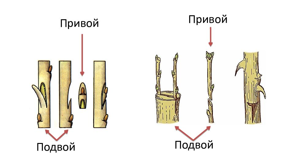 Источник изображения: https://dr-dez.ru/