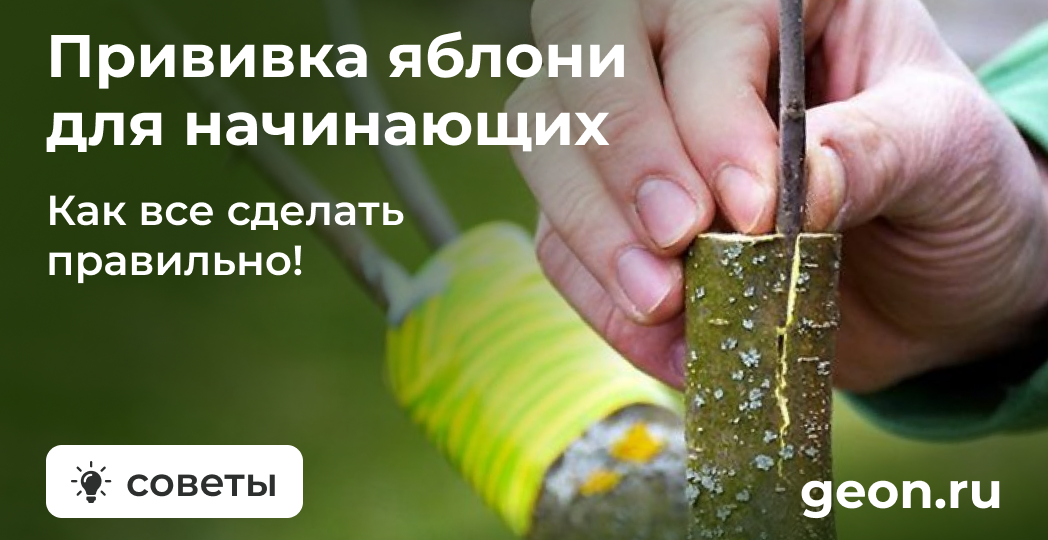 Как прививать яблони весной: пошаговое руководство для начинающих