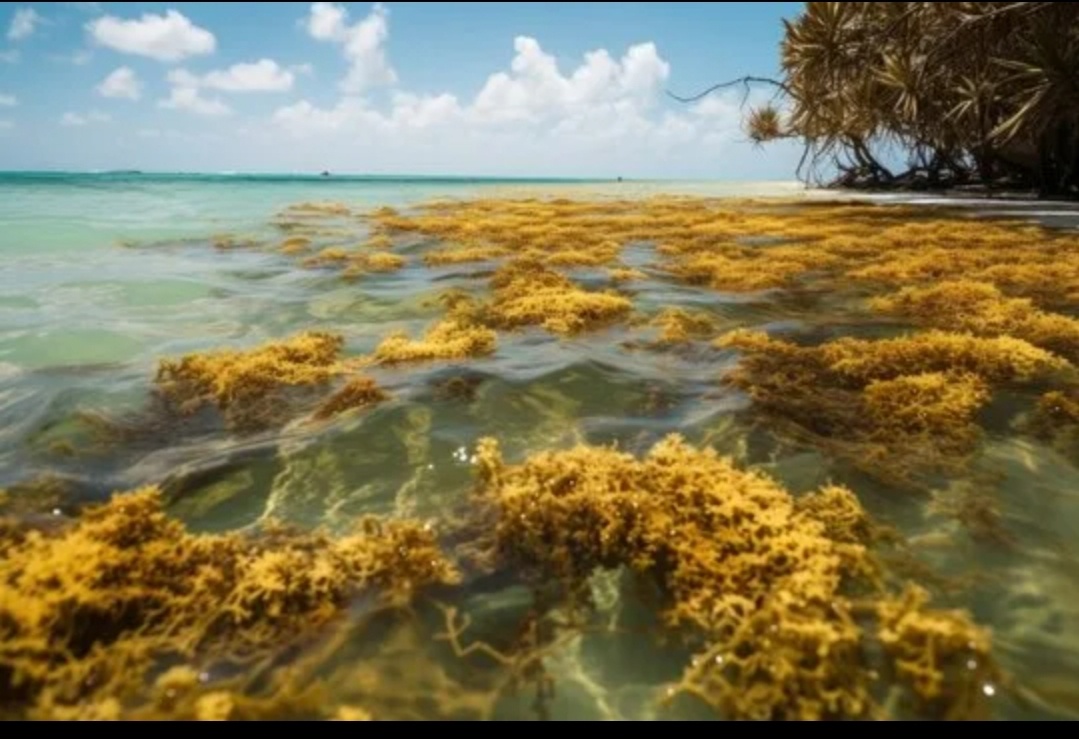 Саргассовы водоросли.