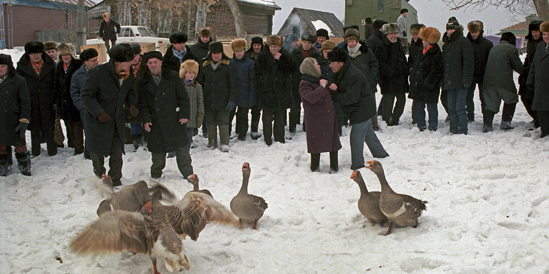 «За любушку!»: как в России устраивают подпольные гусиные бои в «этичном формате»