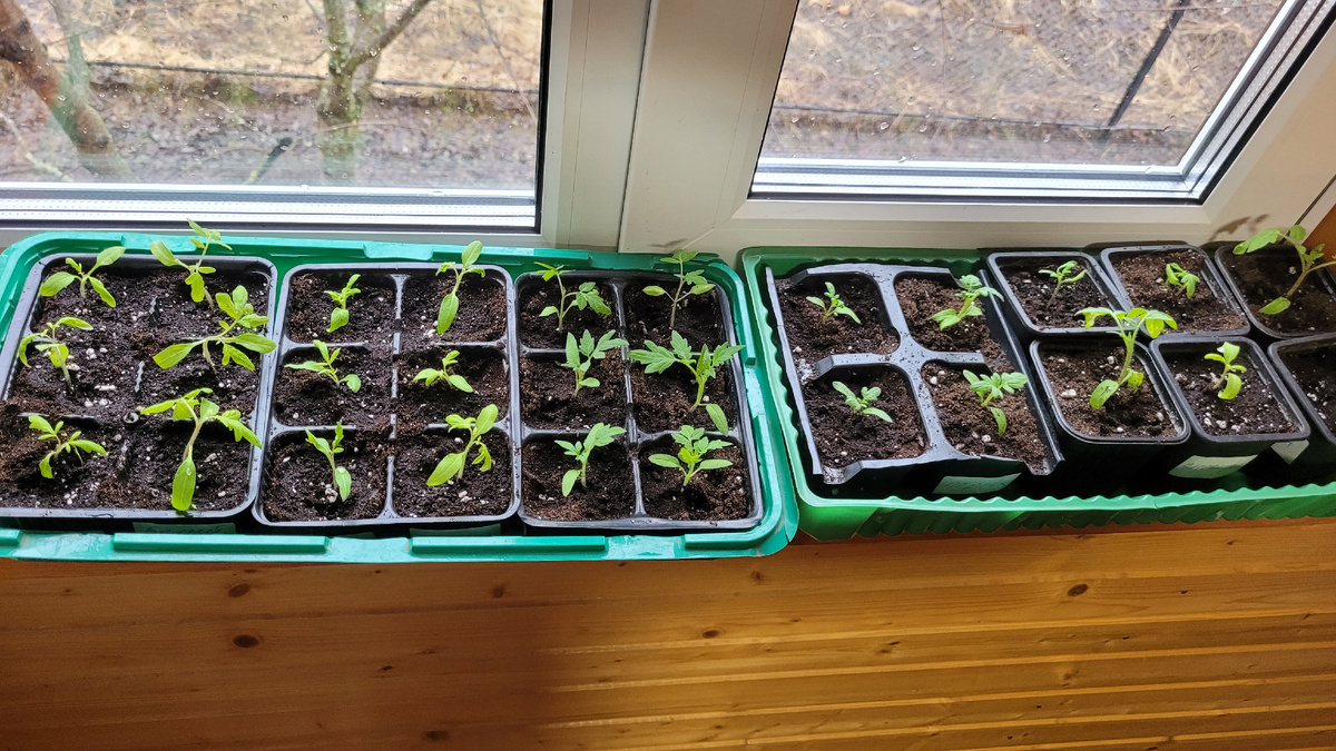 Пересаженные томаты.