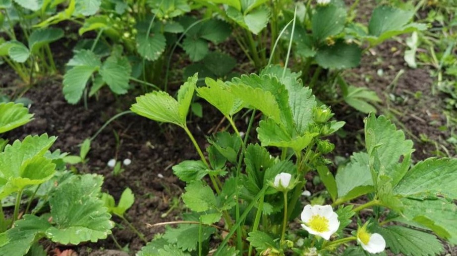 Вот так выглядит грядка в начале апреля. Снаружи — тишина, но корни уже работают