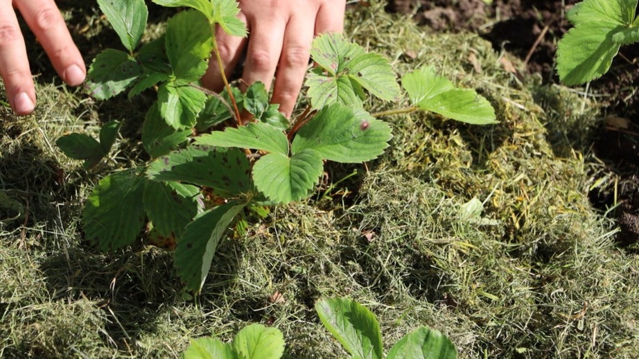 Слева солома, справа открытая земля — разница в прогреве до 10 дней