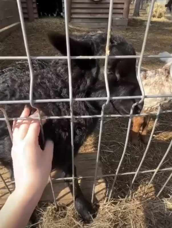 Фото: скриншот из видео воронежского зоопарка
