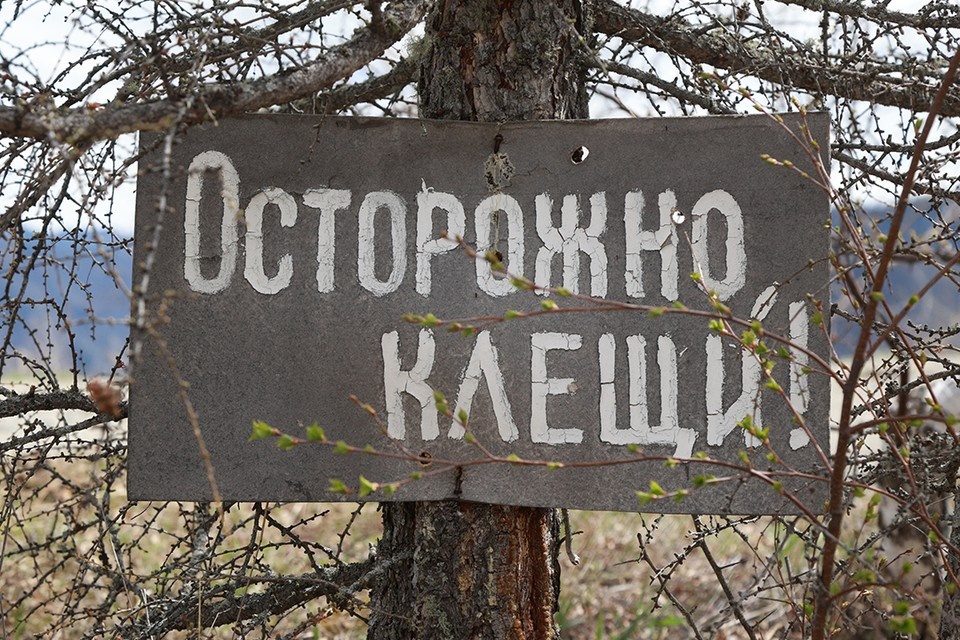    Пик активности клещей придется на конец апреля-июнь Олег УКЛАДОВ