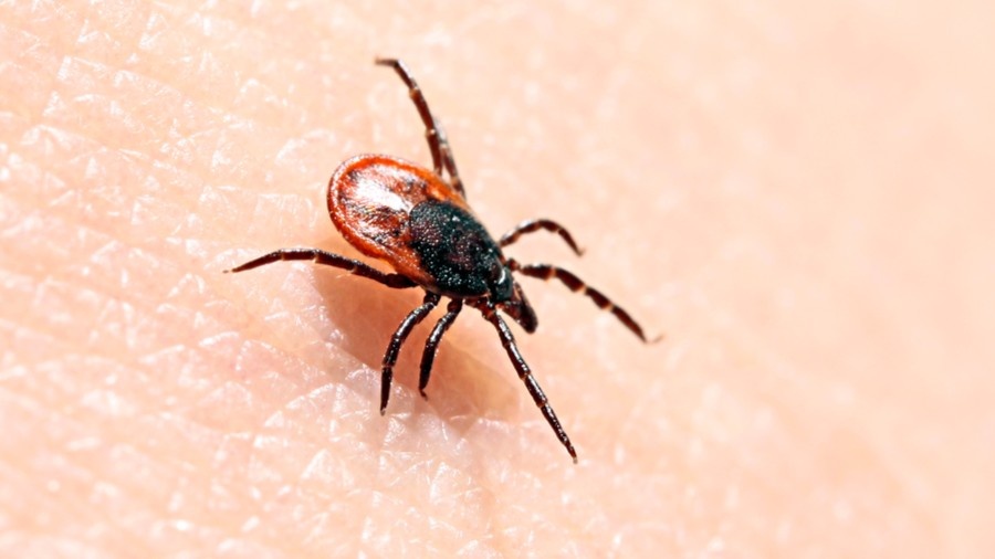 Клещ — паукообразное, а не насекомое. Народные средства его не останавливают