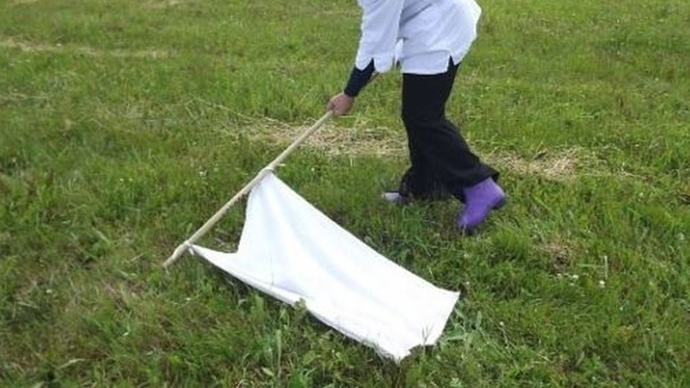 Способ, который проверить участок: белая ткань на палке покажет, есть ли клещи в траве