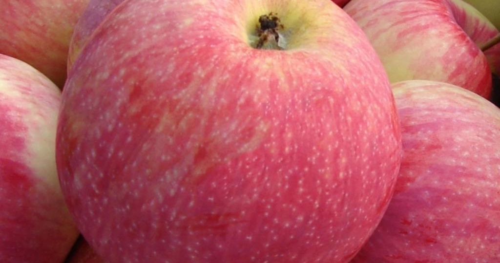 Мощные и Скороплодные рекордсмены: яблони, которые плодоносят уже на 3–4 год