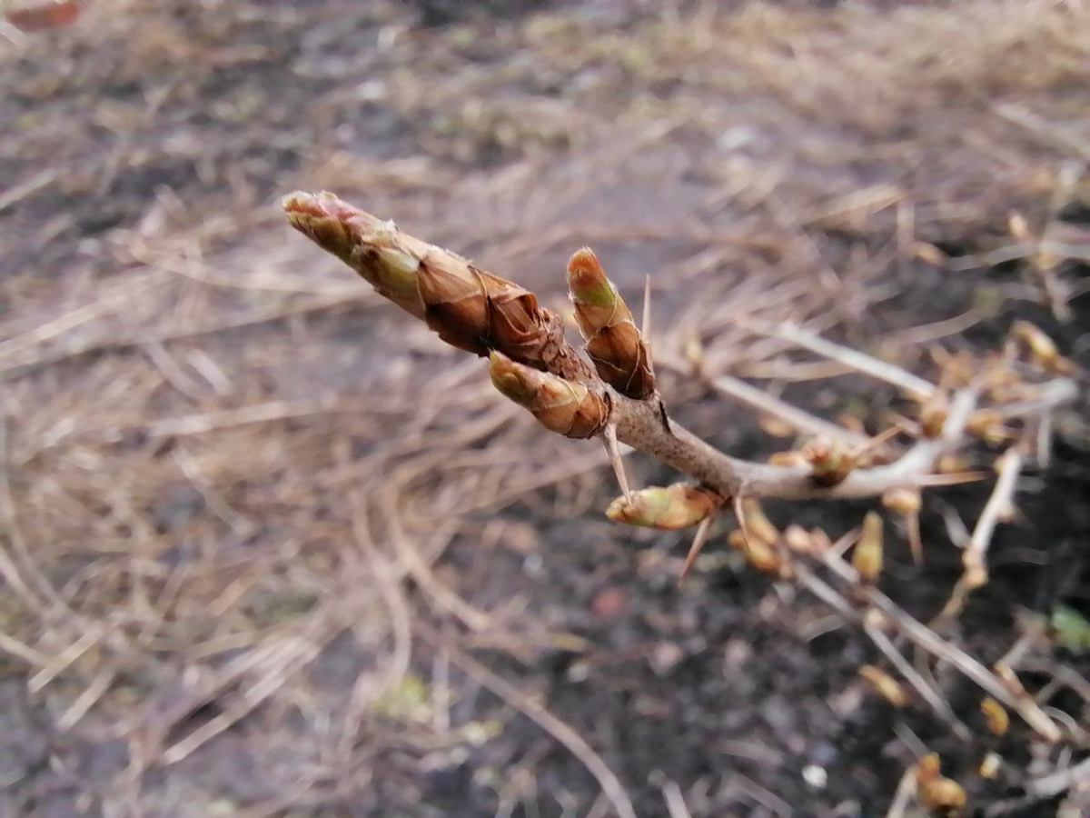 Почки уже начали раскрываться, ❗нельзя больше обрабатывать купоросом и 3% бордоской жидкостью, фото автора