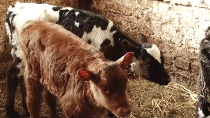 Почему малый бизнес массово закрывается в РФ: фермеры сделали заявление