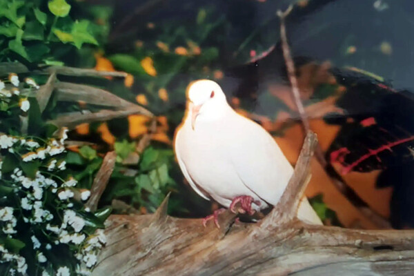 Guinness World Records   📷