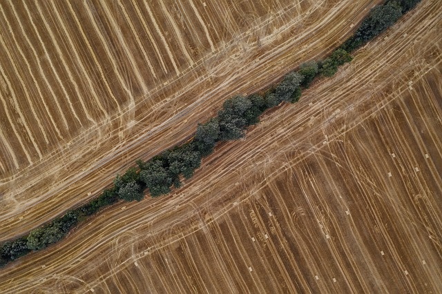 Фото: pixabay.com 